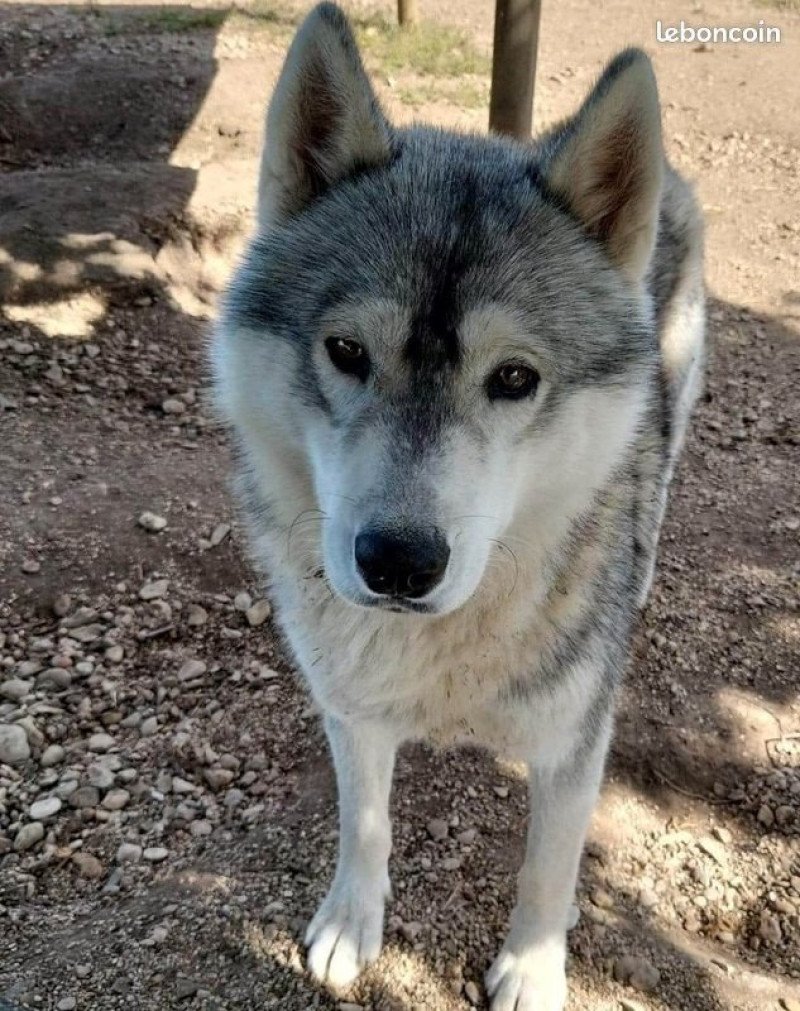 Solo Mâle Husky de siberie