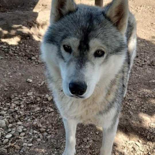 Solo Mâle Husky de siberie