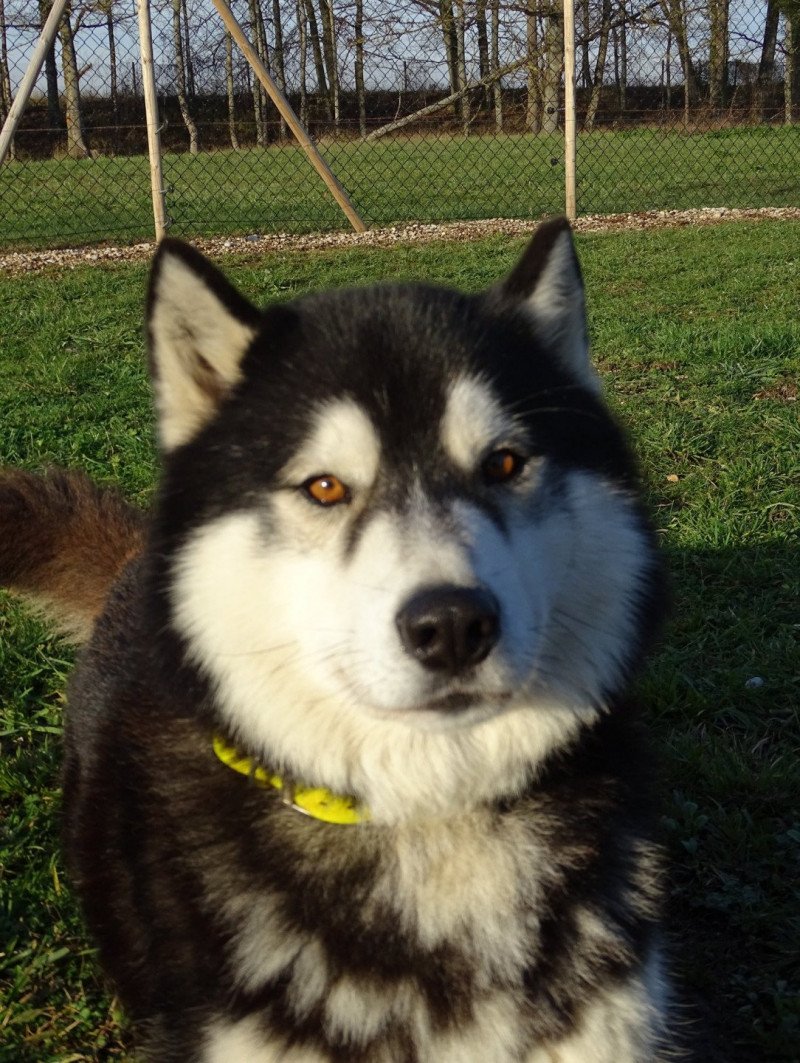 MOOGLY Mâle Husky de siberie