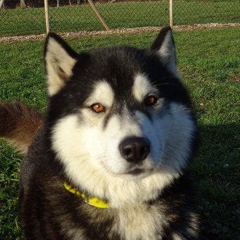 chien Husky de siberie c'est comme à la maison Husky Family