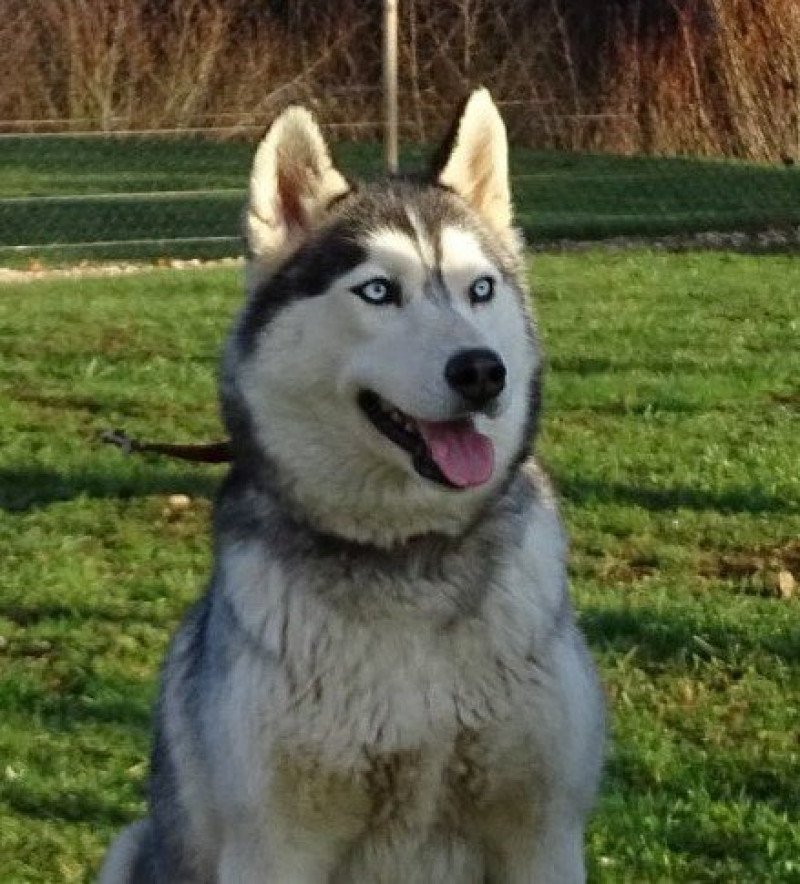 Mina Femelle Husky de siberie