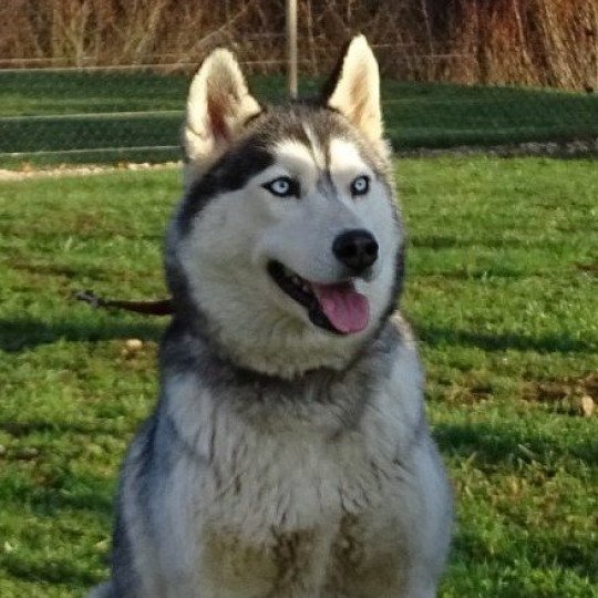 Mina Femelle Husky de siberie