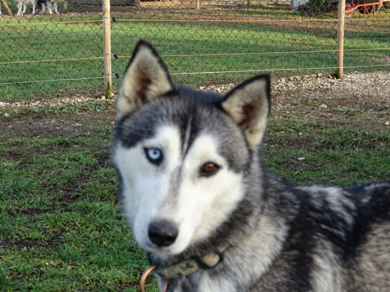 Nala Femelle Husky de siberie