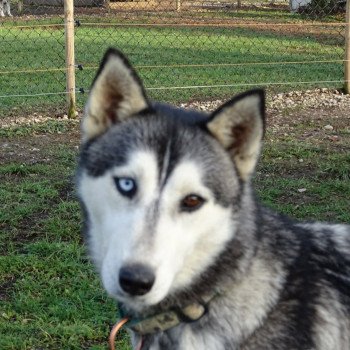 chien Husky de siberie Nala Husky Family