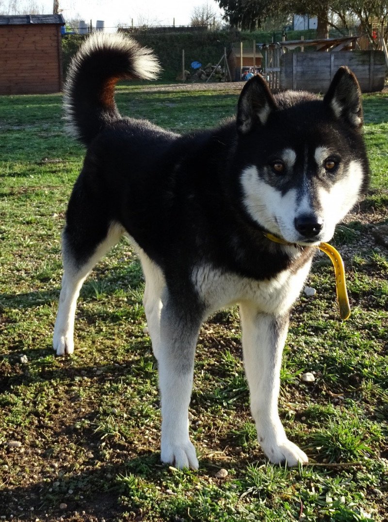 Oslo Mâle Husky de siberie