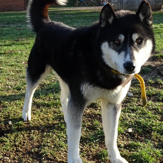 Oslo Mâle Husky de siberie