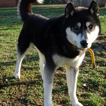 chien Husky de siberie Oslo Husky Family