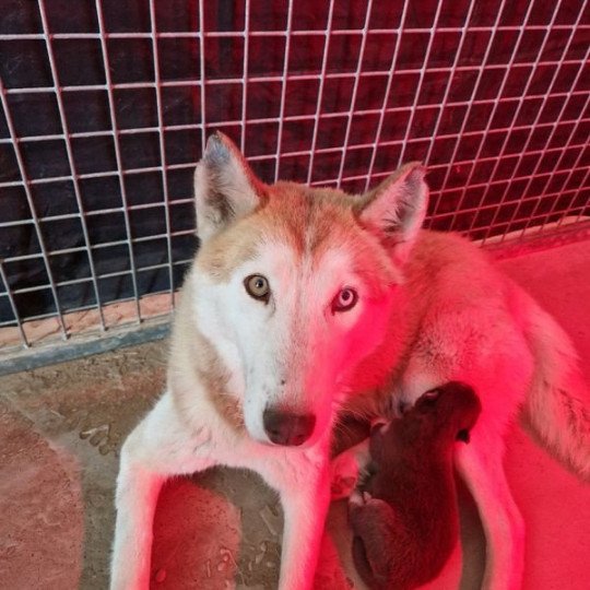 Ruby Femelle Husky de siberie