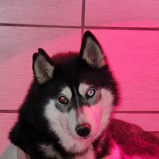 Saphir Femelle Husky de siberie