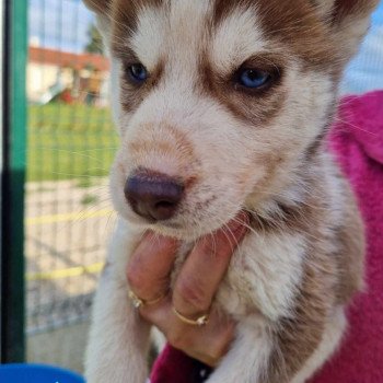 chiot Husky de siberie Ucky Husky Family