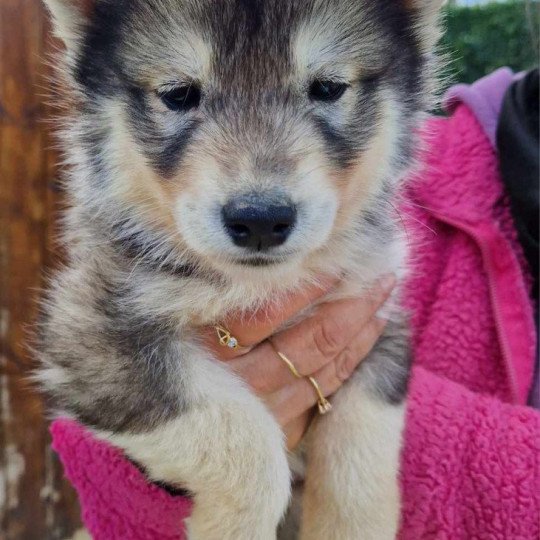 Ulan Mâle Husky de siberie