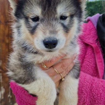 chiot Husky de siberie Ulan Husky Family