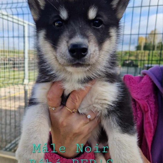 Ulio Mâle Husky de siberie