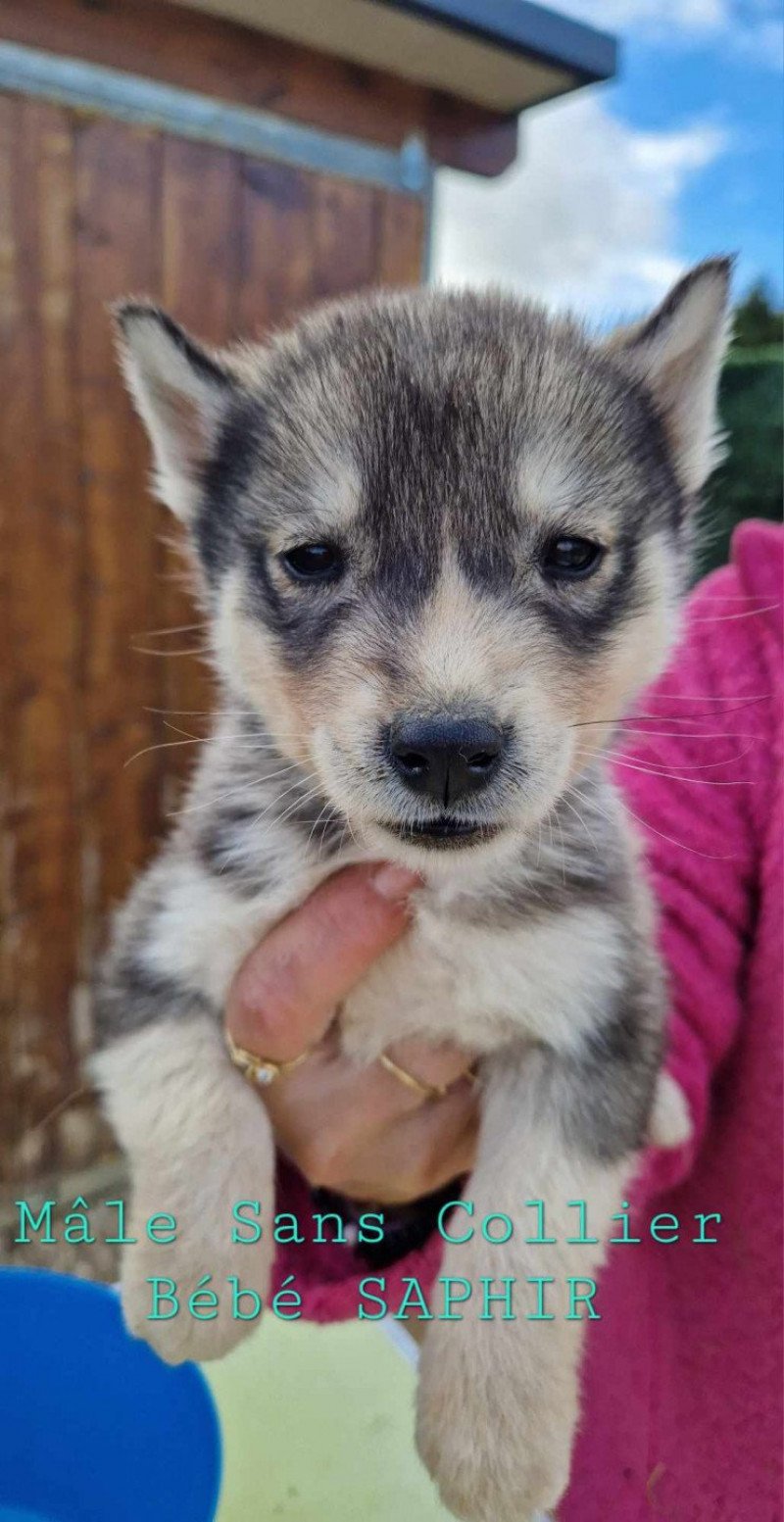 Ulio Mâle Husky de siberie