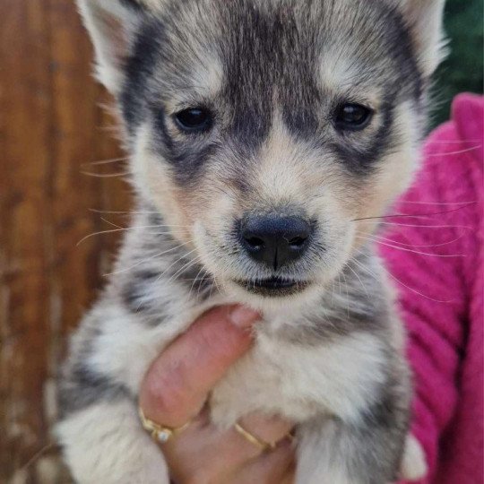 Ulio Mâle Husky de siberie