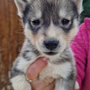 chiot Husky de siberie Ulio Husky Family