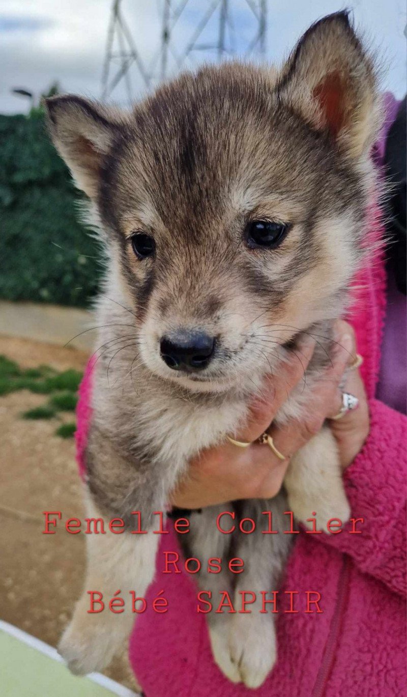 Undy Femelle Husky de siberie