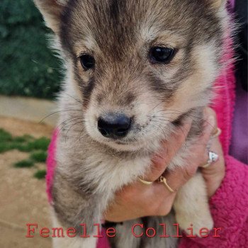 chiot Husky de siberie Undy Husky Family