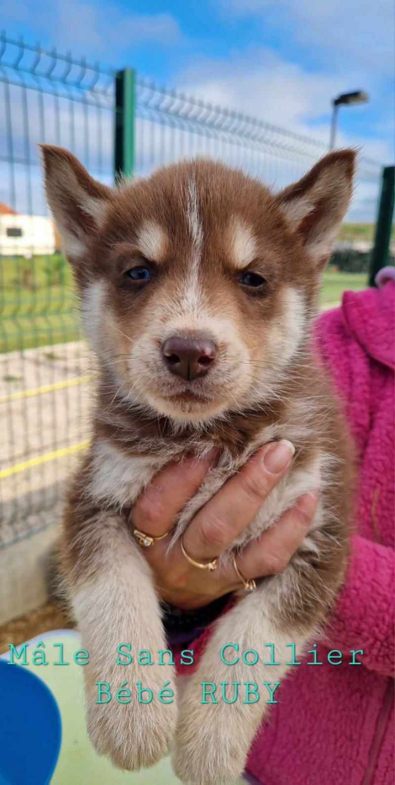 Unico Mâle Husky de siberie