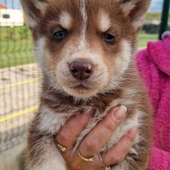 chiot Husky de siberie Unico Husky Family