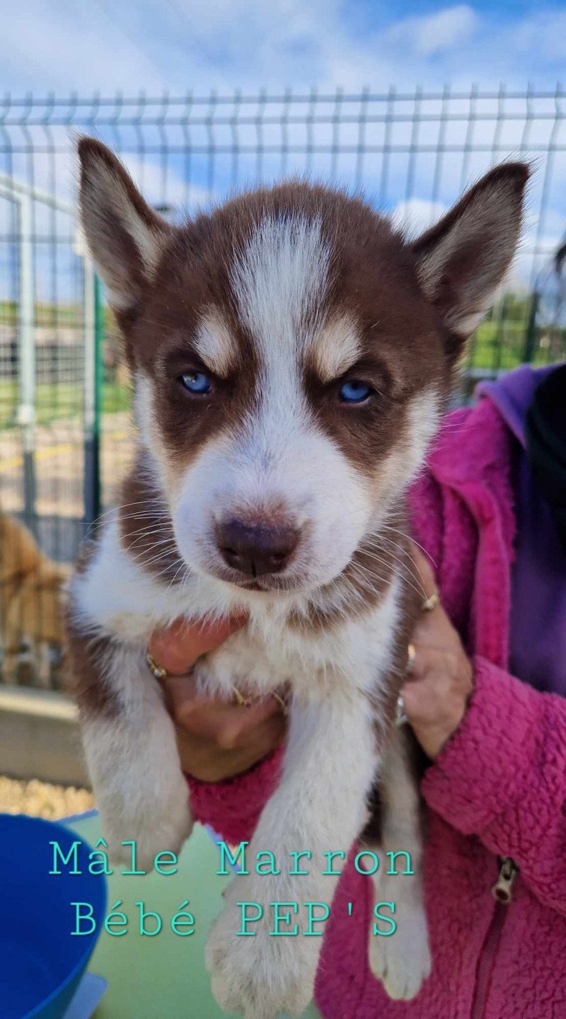 Upss Mâle Husky de siberie