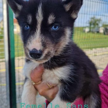 chiot Husky de siberie Uxy Husky Family